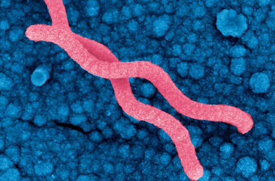 Helicobacter pylori – Une question de survie
