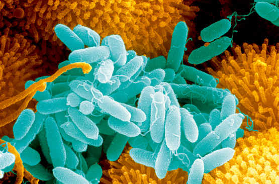 Le monde fascinant des bactéries