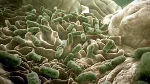 Les bactéries: amies et ennemies du corps