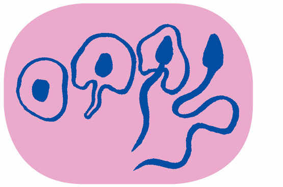 Naissance des spermatozoïdes