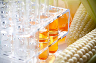 Le sirop de maïs va-t-il rendre obèses les Européens?